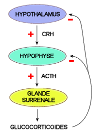 File:R&Atilde;&copy;gulation  ACTH .png