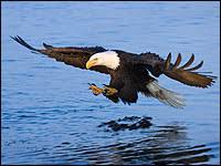 The Bald Eagle x26s Bold Comeback