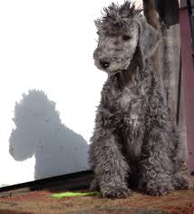 Bedlington Terrier Puppies Looking