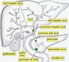 http://usmlemd.files.wordpress.com/2008/10/biliary20tract.jpg