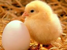 The  chick   embryo has been in use as    