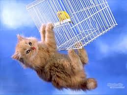   Cat   Flying with Bird 