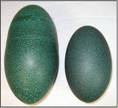 Phil found a double yoke Emu