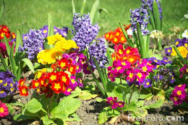 category Flowers or around - via Daymix
