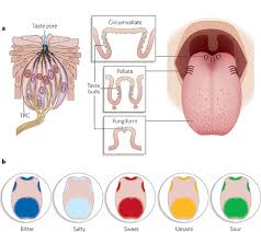 The human tounge and taste a