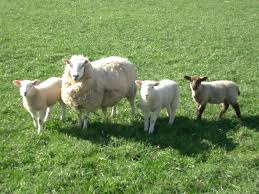 Sheep wallpapers - via Daymix