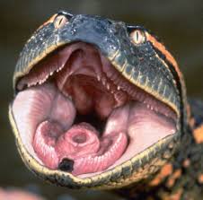 anaconda pronunciation