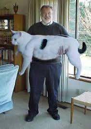 now this pussy