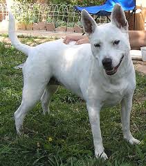 bull terrier queensland heeler mixed breed dog - online dog ...