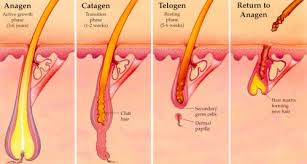 Laser Hair Removal Image