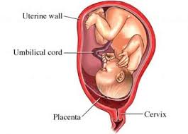placenta from the uterus - via Daymix