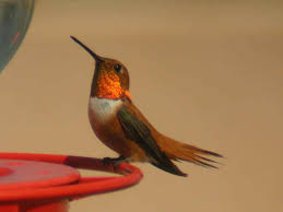   Rufous Hummingbird  