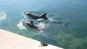 Image maman et <b>bebe</b> dauphin 2 Picture