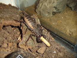 Vinegaroon  eating   a superworm 