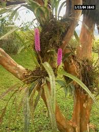 Wild Orchid Picture 4