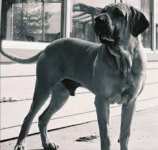   Fila   Brasileiro Puppies for Sale