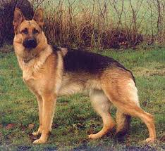 dog - via Daymix