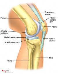 Diagnosis of  anterior knee 
