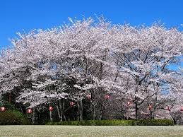 桜（サクラ）の風景