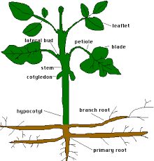 How do plants grow? - via Daymix