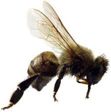 Think killer bees are just an - via Daymix