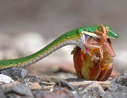 Meditation of the  Snake   by Steve    