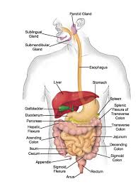  Zollinger Ellison Syndrome  is
