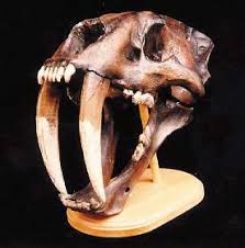      the  sabre    toothed cat   Smilodon    