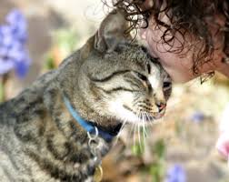 From Cat Allergies?