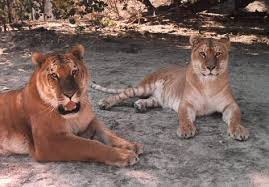 Two tigons (Photo by - via Daymix
