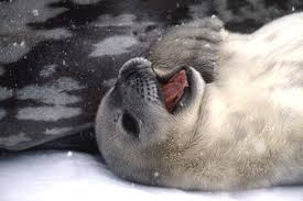 Image Weddell <b>Seal</b> (Leptonychotes wedelli) <b>...</b> Picture