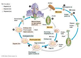 Angiosperm life cycle - via Daymix
