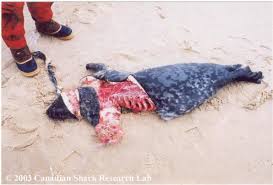 A common shark  kill   grey seal 