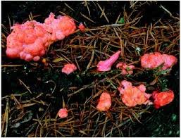 http://www.biologyreference.com/images/biol_04_img0426.jpg