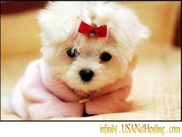 The identity of the adorable Maltese