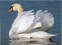 cigno 1
