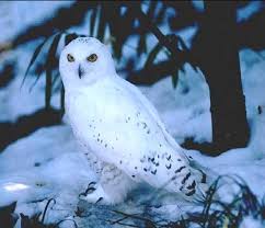 harfang des neiges pronunciation