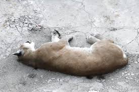 The wandering Chicago cougar