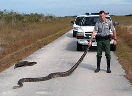 Pythons%20with%20cop.jpg - via Daymix
