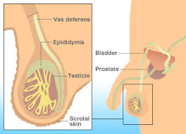  Testicular Cancer  |  Testicular 
