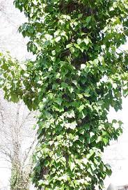 Bark covered with ivy stays
