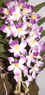      of the  most beautiful   flowers in    