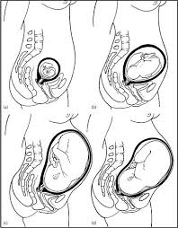 UCSB SexInfoOnline - Pregnancy By Trimester