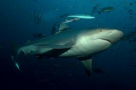 Bull shark Bull Sharks Shark