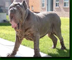   Neapolitan   Mastiff The  Neapolitan      