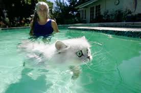 kitten kittens funny swim
