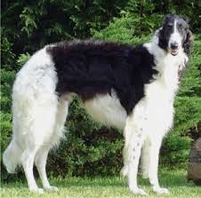   Borzoi   Stillwaters Black Bart