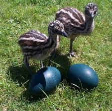 Unsexed Baby Emu Chicks (5-10