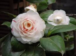 state flower of Alabama