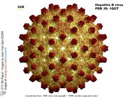 http://virology.wisc.edu/virusworld/ICTV8/hpb-hepatitis-b-ictv8.jpg